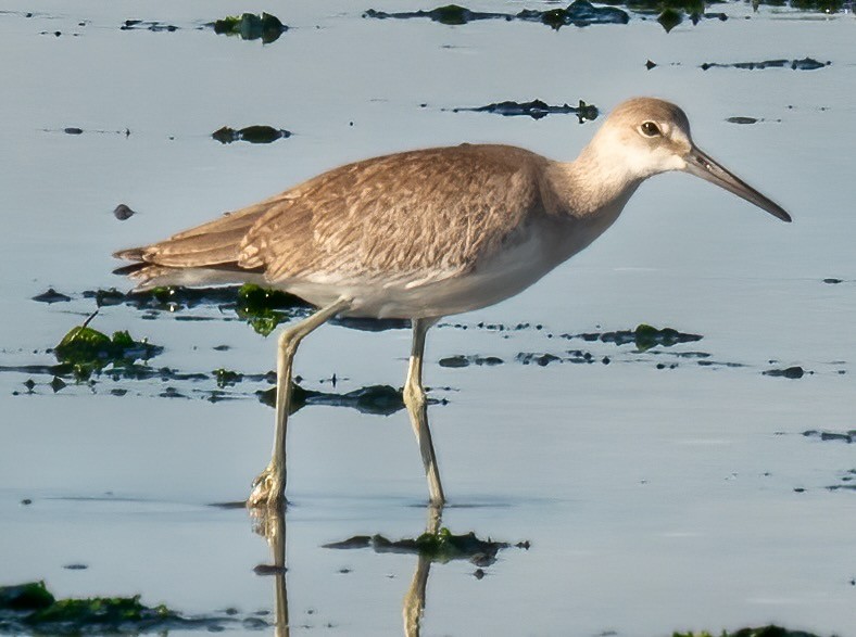 Willet on Plum Beach by Rhoidodendrites is licensed under CC BY-SA 4.0.
